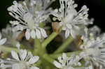 White baneberry <BR>Doll's eyes